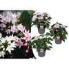 Starcluster Pentas - Rubiaceae - Mix Van 3 - Pot 13cm - Hoogte 25-45cm -GroenThuis Voordeel 1000043689