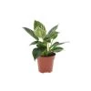 Philodendron 'White Wave' - Pot 12cm - Hoogte 20-30cm -GroenThuis Voordeel 1000043693