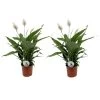 Spathiphyllum Lima - Lepelplant - Set Van 2 - Pot 17cm - Hoogte 60-75cm -GroenThuis Voordeel 1000043697