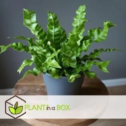 Asplenium Crispy Wave - Set Van 2 - Pot 12cm - Hoogte 25-40cm -GroenThuis Voordeel 1000043698 0102