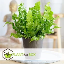Asplenium Crispy Wave - Set Van 2 - Pot 12cm - Hoogte 25-40cm -GroenThuis Voordeel 1000043698 0103