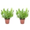 Asplenium Crispy Wave - Set Van 2 - Pot 12cm - Hoogte 25-40cm -GroenThuis Voordeel 1000043698