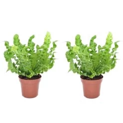 Asplenium Crispy Wave - Set Van 2 - Pot 12cm - Hoogte 25-40cm
