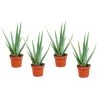 Aloë Vera - Set Van 4 - Succulent - Pot 10,5cm - Hoogte 25-40cm -GroenThuis Voordeel 1000043702