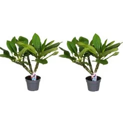 Plumeria Frangipani - Set Van 2 - Plumeria Hawaii - Pot 17cm - Hoogte 55-70cm