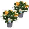Crossandra Fortuna - Set Van 2 - Oranje Bloemen - Pot 13cm - Hoogte 20-30cm -GroenThuis Voordeel 1000043705