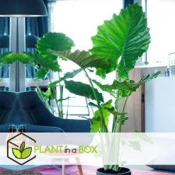 Alocasia Macrorrhiza - "Olifantsoor" - Pot 17cm - Hoogte 60-70cm -GroenThuis Voordeel 1000043709 0102