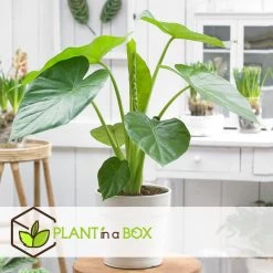 Alocasia Macrorrhiza - "Olifantsoor" - Pot 17cm - Hoogte 60-70cm -GroenThuis Voordeel 1000043709 0103
