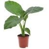 Alocasia Macrorrhiza - "Olifantsoor" - Pot 17cm - Hoogte 60-70cm -GroenThuis Voordeel 1000043709