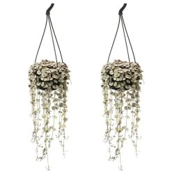 Ceropegia Woodii - Set Van 2 - Lantaarnplantje - Pot 14cm - Hoogte 10-20cm