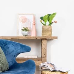 Medinilla Lambada – Trosbloem – ⌀14 Cm - ↕35-45 Cm -GroenThuis Voordeel 1000045242 0103