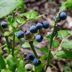 Vaccinium Corymbosum 'Goldtraube 71'– Bosbes – ⌀19 Cm - ↕40-50 Cm -GroenThuis Voordeel 1000045246 0101