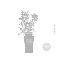 Vaccinium Corymbosum 'Goldtraube 71'– Bosbes – ⌀19 Cm - ↕40-50 Cm -GroenThuis Voordeel 1000045246 0102