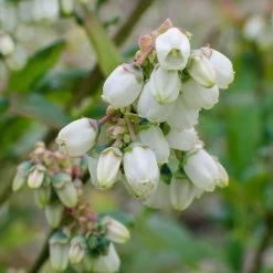 Vaccinium Corymbosum 'Goldtraube 71'– Bosbes – ⌀19 Cm - ↕40-50 Cm -GroenThuis Voordeel 1000045246 0103