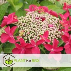 Hortensia Teller - Mix Van 3 - Tuinhortensia - Pot 9cm - Hoogte 25-40cm -GroenThuis Voordeel 1000046143 0103