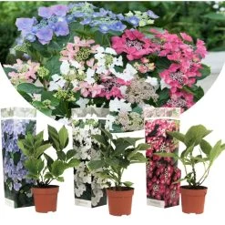 Hortensia Teller - Mix Van 3 - Tuinhortensia - Pot 9cm - Hoogte 25-40cm