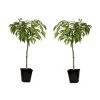 Prunus Bonanza - Set Van 2 - Dwerg Perzikboom - Pot 14cm - Hoogte 60-70cm