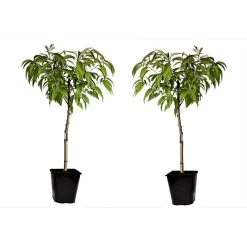 Prunus Bonanza - Set Van 2 - Dwerg Perzikboom - Pot 14cm - Hoogte 60-70cm
