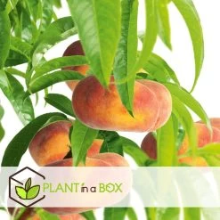 Prunus Persica 'Saturne' - Perzikboom - Fruitboom - Pot 15 Cm - Hoogte 60-70cm -GroenThuis Voordeel 1000046145 0103