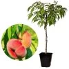 Prunus Persica 'Saturne' - Perzikboom - Fruitboom - Pot 15 Cm - Hoogte 60-70cm