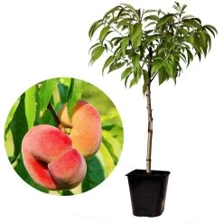 Prunus Persica 'Saturne' - Perzikboom - Fruitboom - Pot 15 Cm - Hoogte 60-70cm