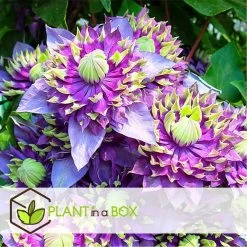 Clematis Taiga - Set Van 4 - Winterharde Klimplanten - Pot 9cm - Hoogte 25-40cm -GroenThuis Voordeel 1000046157 0102