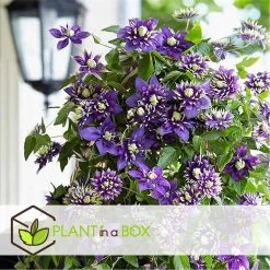 Clematis Taiga - Set Van 4 - Winterharde Klimplanten - Pot 9cm - Hoogte 25-40cm -GroenThuis Voordeel 1000046157 0103