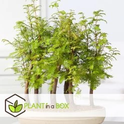 Outdoor Bonsai Metasequoia Forest - Bonsai - Pot 15cm - Hoogte 20-30cm -GroenThuis Voordeel 1000046159 0102