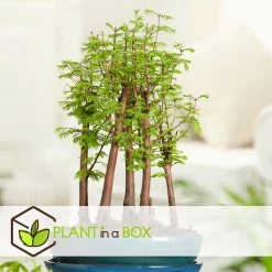 Outdoor Bonsai Metasequoia Forest - Bonsai - Pot 15cm - Hoogte 20-30cm -GroenThuis Voordeel 1000046159 0103