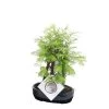 Outdoor Bonsai Metasequoia Forest - Bonsai - Pot 15cm - Hoogte 20-30cm -GroenThuis Voordeel 1000046159