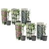 Passiflora - Mix Van 6 - Klimplant - Pot 9cm - Hoogte 25-40cm 1 Passiflora - Mix Van 6 - Klimplant - Pot 9cm - Hoogte 25-40cm -GroenThuis Voordeel 1000046160