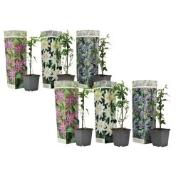 Passiflora - Mix Van 6 - Klimplant - Pot 9cm - Hoogte 25-40cm