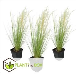 Stipa Tenuifolia 'Pony Tails' - Set Van 3 - Gras - Pot 9cm - Hoogte 20-30cm -GroenThuis Voordeel 1000046161 0101