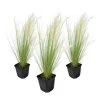 Stipa Tenuifolia 'Pony Tails' - Set Van 3 - Gras - Pot 9cm - Hoogte 20-30cm -GroenThuis Voordeel 1000046161