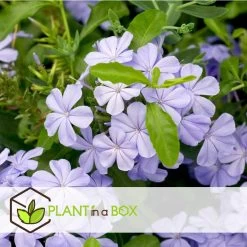 Plumbago Auriculata - Set Van 6 - Klimpant Bloeiend - Pot 9cm - Hoogte 25-40cm -GroenThuis Voordeel 1000046163 0103