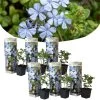Plumbago Auriculata - Set Van 6 - Klimpant Bloeiend - Pot 9cm - Hoogte 25-40cm -GroenThuis Voordeel 1000046163