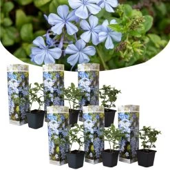 Plumbago Auriculata - Set Van 6 - Klimpant Bloeiend - Pot 9cm - Hoogte 25-40cm