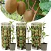 Kiwi Actinidia 'Jenny' - Set Van 3 - Kiwiplanten - Pot 9cm - Hoogte 20-40cm -GroenThuis Voordeel 1000046170