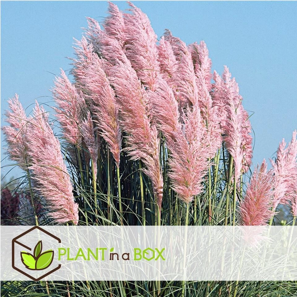 Cortaderia Selloana - Set Van 6 - Siergras - Roze - Pot 9cm - Hoogte 25-40cm 4 Cortaderia Selloana - Set Van 6 - Siergras - Roze - Pot 9cm - Hoogte 25-40cm - Afbeelding 2