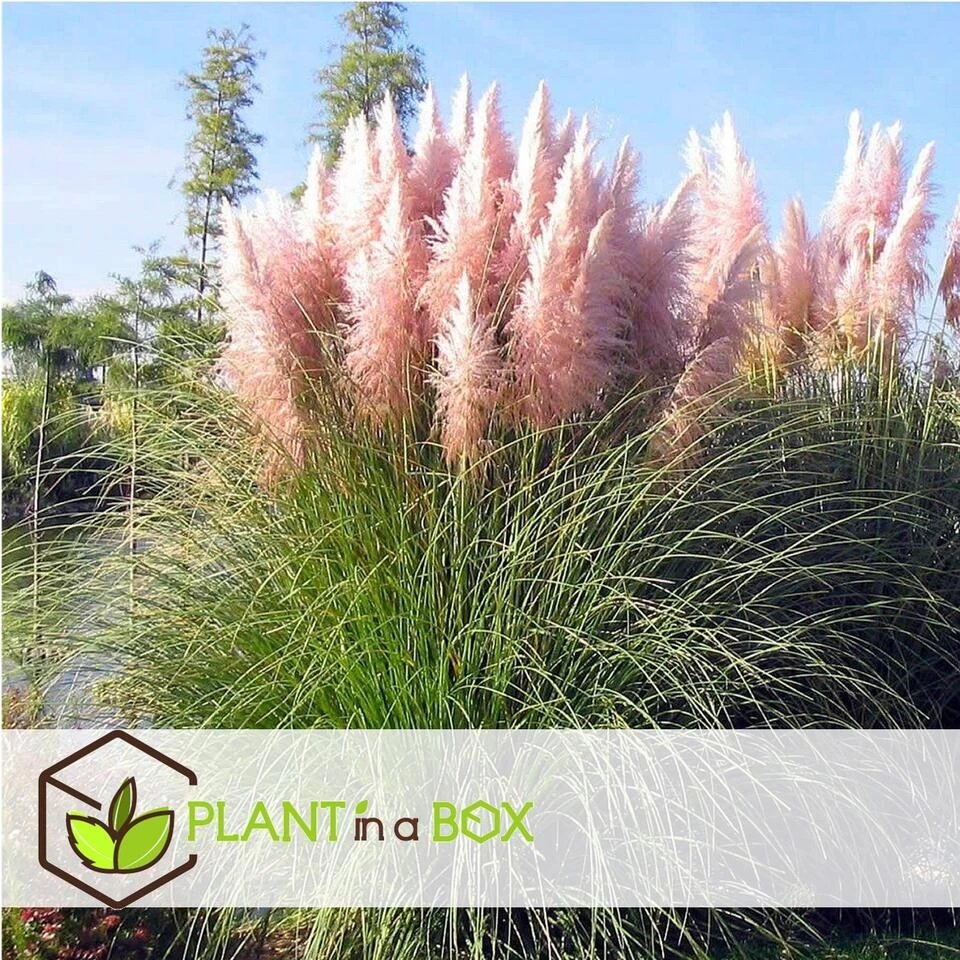 Cortaderia Selloana - Set Van 6 - Siergras - Roze - Pot 9cm - Hoogte 25-40cm 6 Cortaderia Selloana - Set Van 6 - Siergras - Roze - Pot 9cm - Hoogte 25-40cm - Afbeelding 4