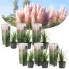 Cortaderia Selloana - Set Van 6 - Siergras - Roze - Pot 9cm - Hoogte 25-40cm 2 Cortaderia Selloana - Set Van 6 - Siergras - Roze - Pot 9cm - Hoogte 25-40cm -GroenThuis Voordeel 1000046176