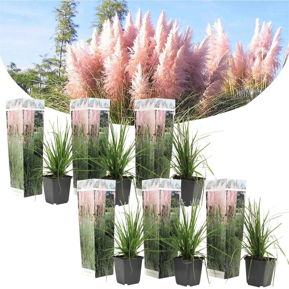 Cortaderia Selloana - Set Van 6 - Siergras - Roze - Pot 9cm - Hoogte 25-40cm 3 Cortaderia Selloana - Set Van 6 - Siergras - Roze - Pot 9cm - Hoogte 25-40cm