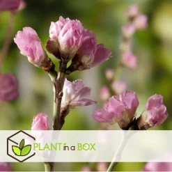 Prunus Persica 'Saturne' - Perzikboom - Set Van 2 - Pot 15 Cm - Hoogte 60-70cm -GroenThuis Voordeel 1000046178 0102