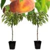 Prunus Persica 'Saturne' - Perzikboom - Set Van 2 - Pot 15 Cm - Hoogte 60-70cm