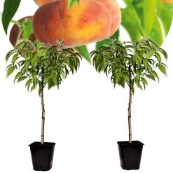Prunus Persica 'Saturne' - Perzikboom - Set Van 2 - Pot 15 Cm - Hoogte 60-70cm