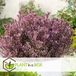 Hebe Pinguifolia - Mix Van 12 - Struikveronica - Pot 10.5cm - Hoogte 15-20cm -GroenThuis Voordeel 1000046187 0103