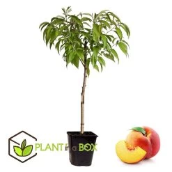 Prunus Persica Bonanza - Dwerg Perzikboom - Pot 14cm - Hoogte 60-70cm -GroenThuis Voordeel 1000046206 0102
