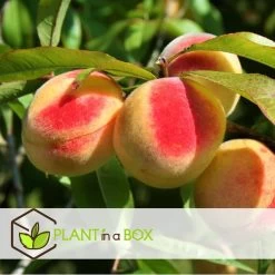 Prunus Persica Bonanza - Dwerg Perzikboom - Pot 14cm - Hoogte 60-70cm -GroenThuis Voordeel 1000046206 0103