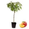 Prunus Persica Bonanza - Dwerg Perzikboom - Pot 14cm - Hoogte 60-70cm