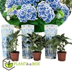 Hydrangea Bicolor 'Bavaria' Blue - Set Van 3 - Pot 9cm - Hoogte 25-40cm -GroenThuis Voordeel 1000046207 0101